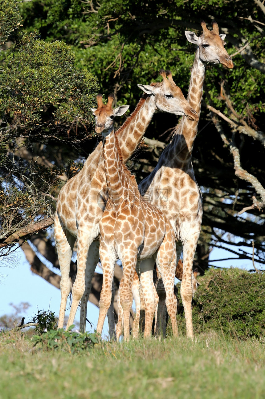 Giraffe家庭动物环境森林游戏大草原荒野脖子哺乳动物野生动物婴儿图片