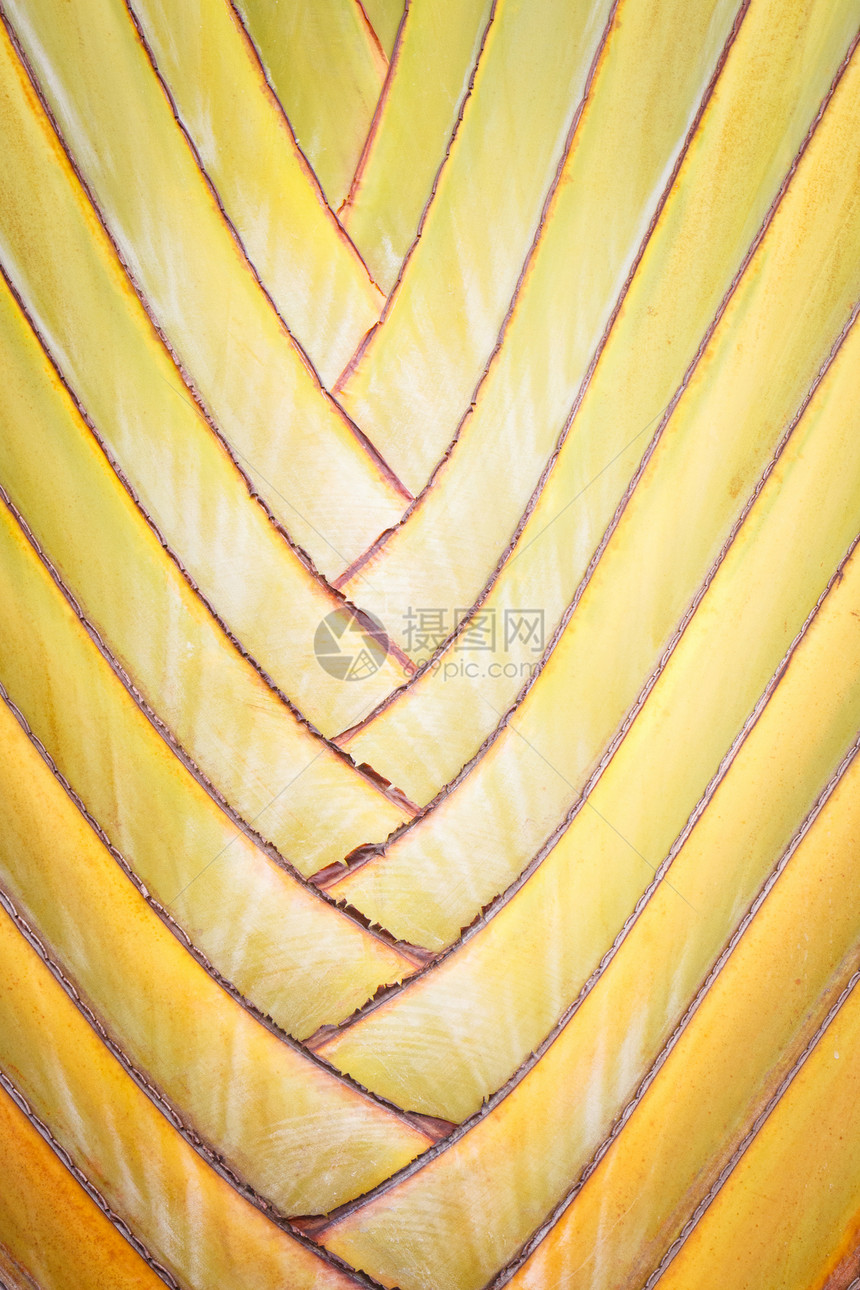 背景或游民树植物学身体游客棕榈叶子橙子皮肤树干植物宏观图片