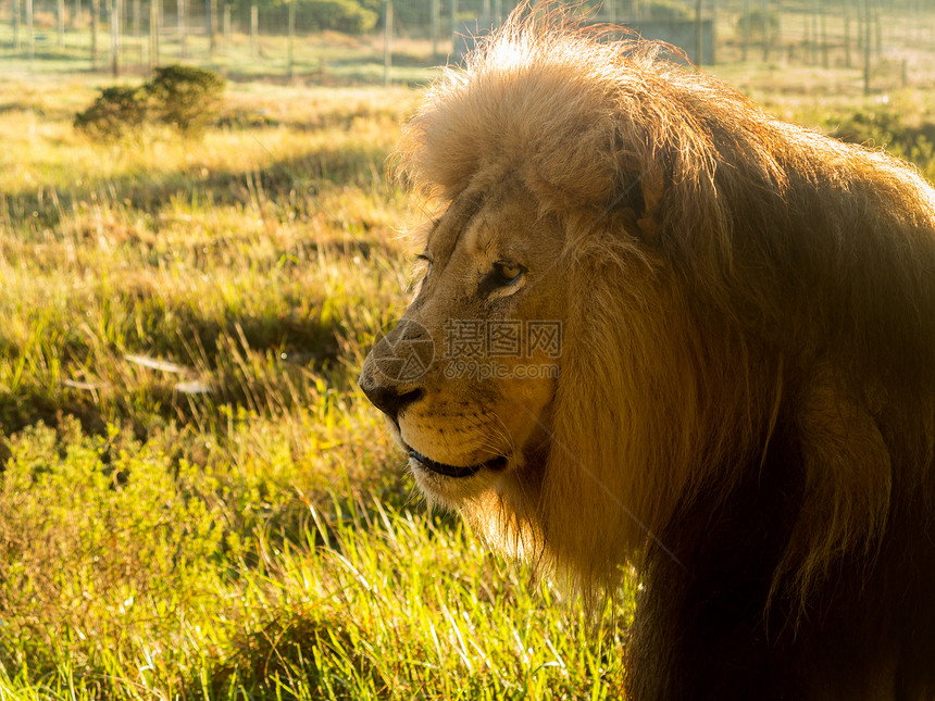 南部非洲草地上的老雄狮子群狮子毛皮晴天男性生物濒危哺乳动物荒野动物环境图片