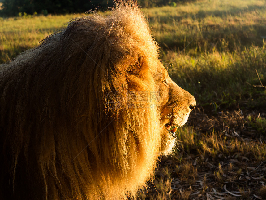 南部非洲草地上的老雄狮子群生物衬套哺乳动物狮子荒野动物野生动物男性濒危毛皮图片