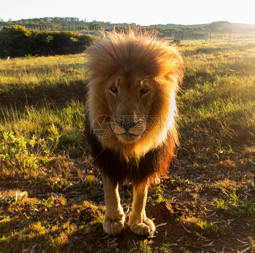 南部非洲草地上的老雄狮子群男性狮子毛皮背光濒危衬套生物食肉动物野生动物图片