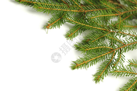 白色的fir Banch针叶云杉松树枝条绿色背景图片