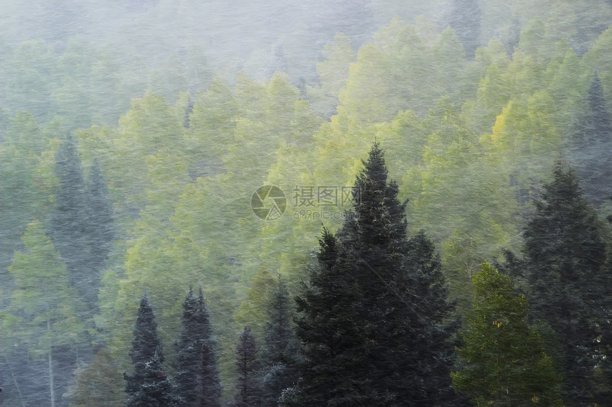 雪暴中的松林 科罗拉多斯涅斐尔山山脉荒野鼻涕虫暴风雪松树叶子蓝色乌雷橙子国家风暴图片