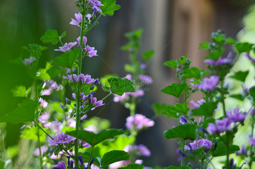 美丽的紫红色花朵晴天花园植物学花瓣季节植物群阳光草地账单蓝色图片