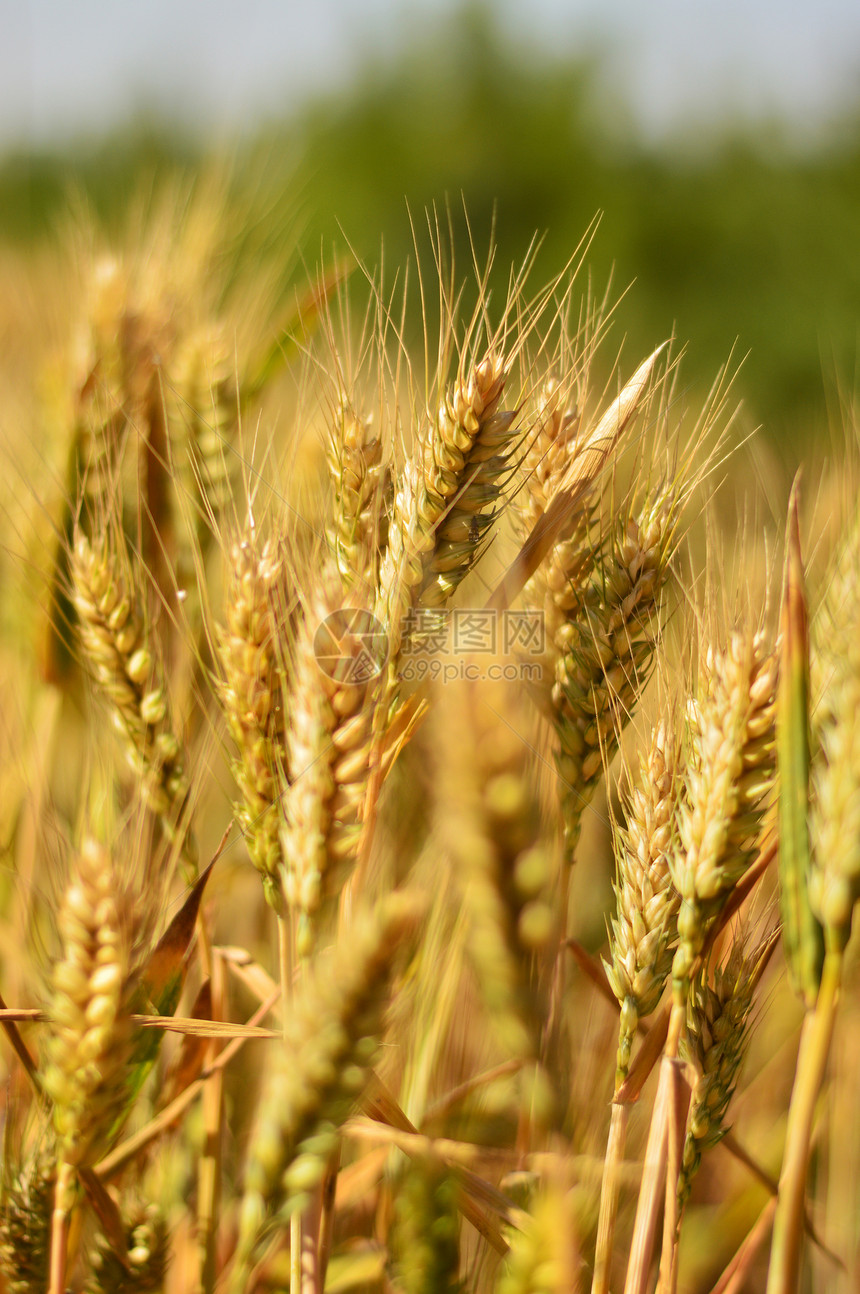 小麦田大麦收成太阳阳光粮食场地种子谷物玉米场景图片