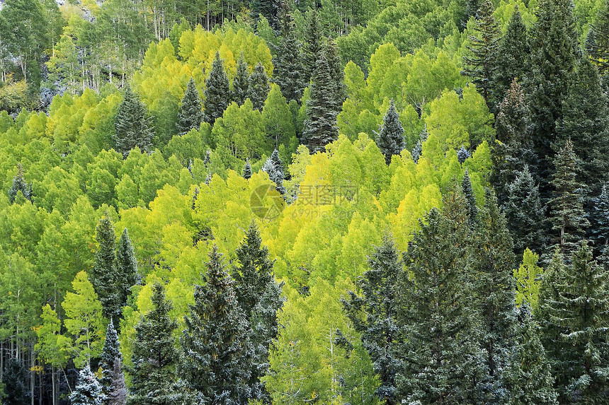 科罗拉多州斯内弗勒山带新雪的山脉划分蓝色国家风暴松树森林橙子暴风雪天空叶子图片