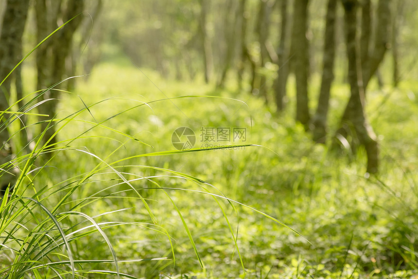 森林景观树木风景环境水平植物树干场景公园松树木头图片