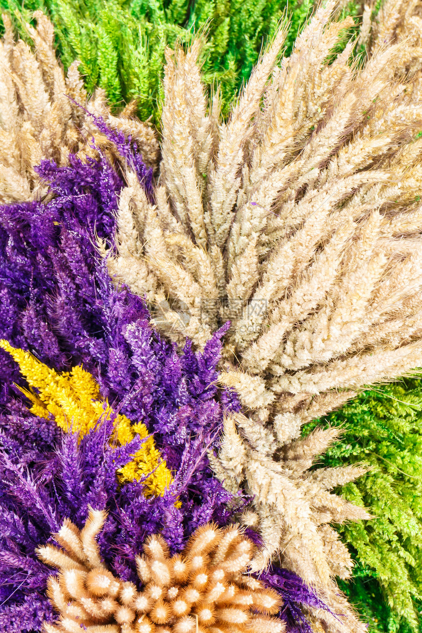 干鲜花装饰橙子植物展示纳马草地蓝色雏菊场地地毯沙漠图片