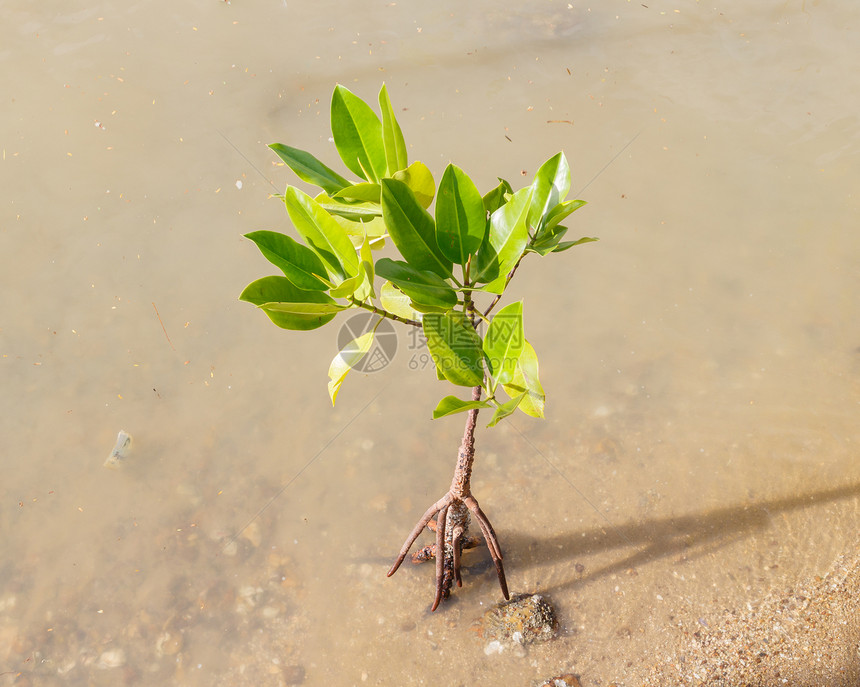 生长在自然中的红树林海景热带森林气候盐水叶子海岸植物酒厂植被图片