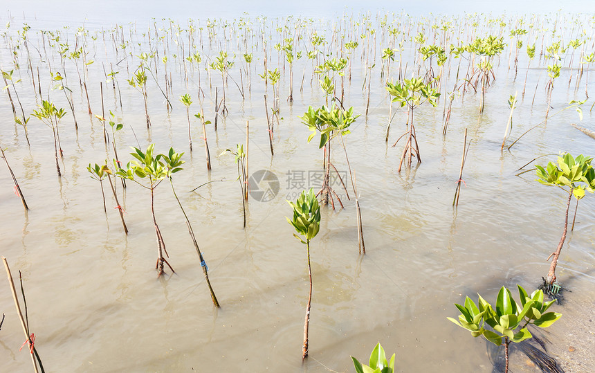 红树林 泰国生长情调环境异国叶子植物海洋植物群国家生活图片