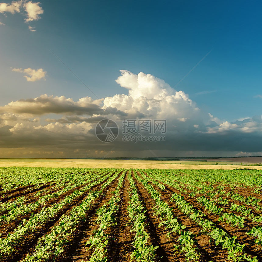 日落时的农业绿田图片