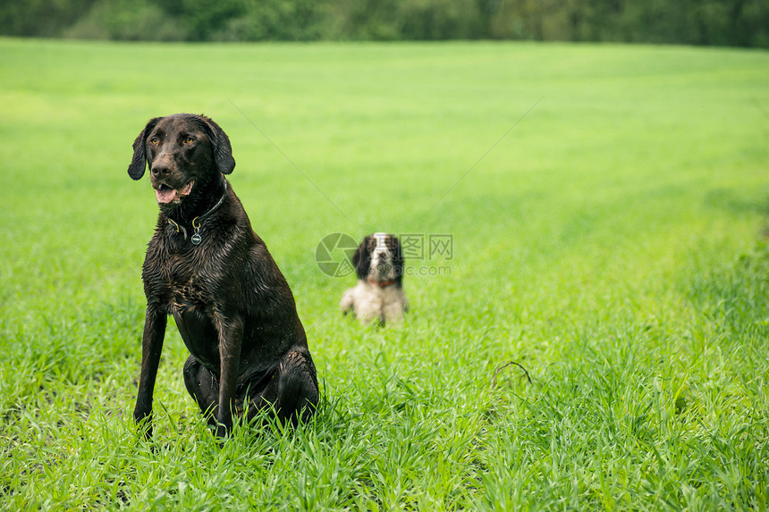 两只狗植物哺乳动物朋友小狗犬类快乐宠物乐趣草地地面图片