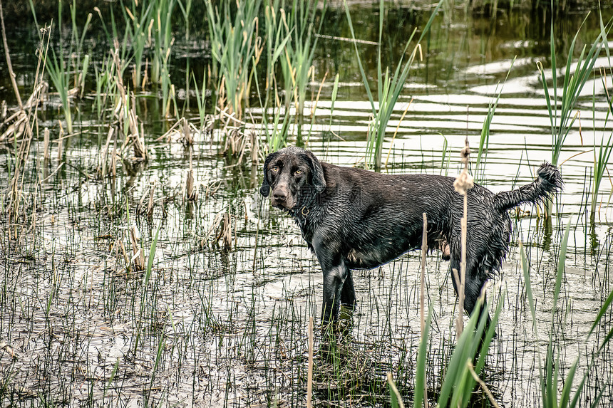 湿狗芦苇池塘野生动物哺乳动物宠物伴侣犬类训练场地检索图片