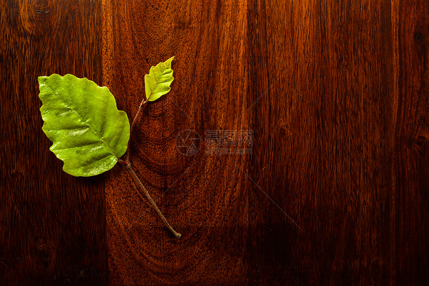 木材叶花园森林静脉风格木板枝条装饰控制板艺术叶子图片