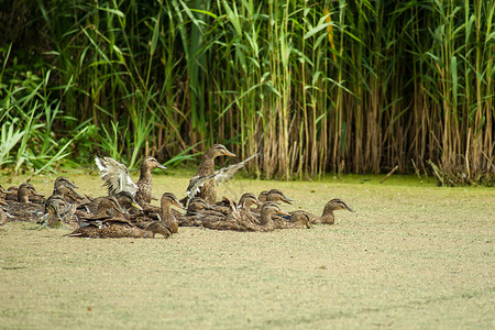 有鸭子的湖公园动物生物香蒲池塘水禽游泳者翅膀场景羽毛背景图片