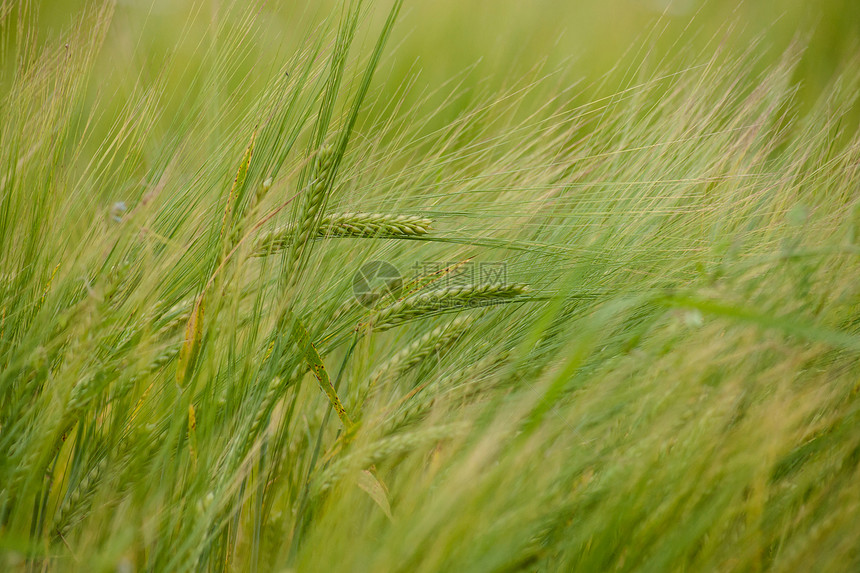 田地上的作物蓝色天气场景农田环境场地国家阳光小麦牧场图片