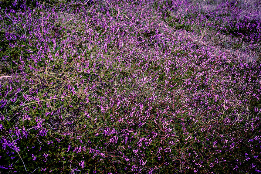 紫色异丁烷草地荒野荒地场地植物沼泽地花园园艺农村花瓣图片
