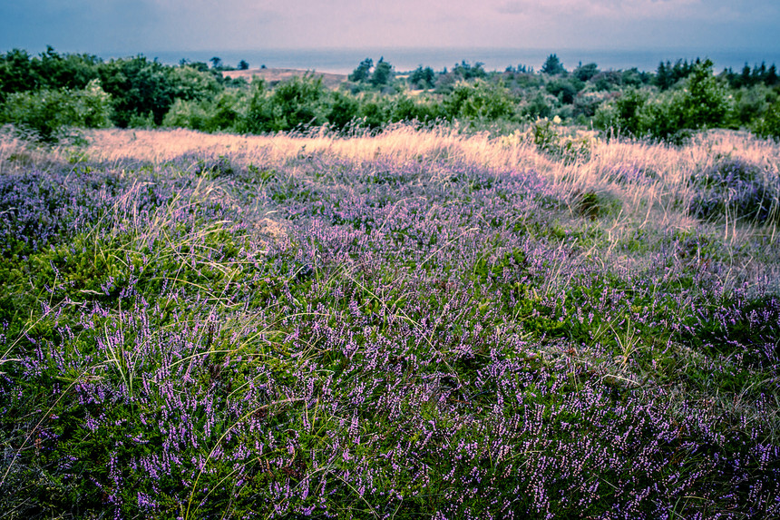 紫色异丁烷农村花园植物群荒野场地草地植物季节园艺花瓣图片