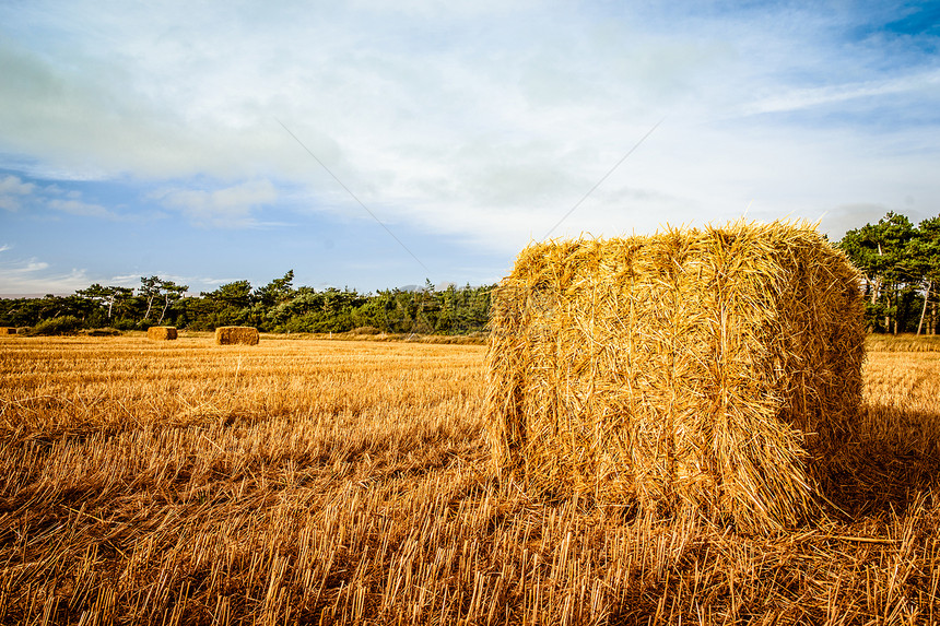 收获的稻草巴风景正方形收成国家干草生长植物食物农业草垛图片