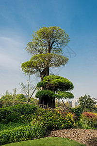 古森公园的枯树 上海中国背景图片