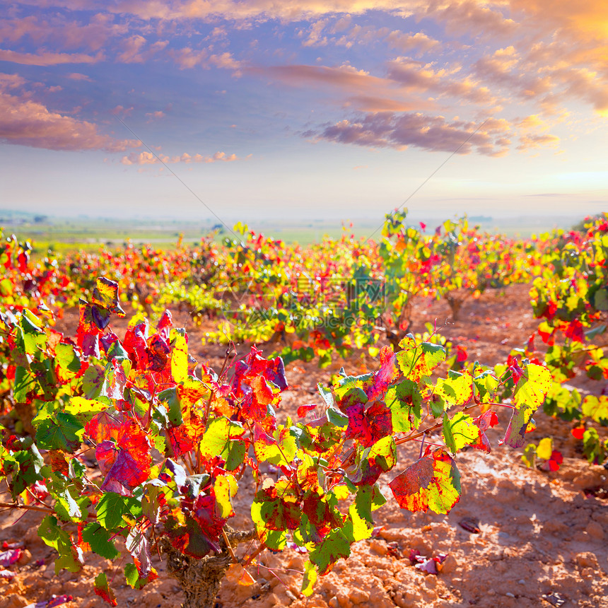 乌蒂埃尔雷凯纳的秋金红葡萄园晴天酒厂生产天空实用程序藤蔓食物生长水果国家图片