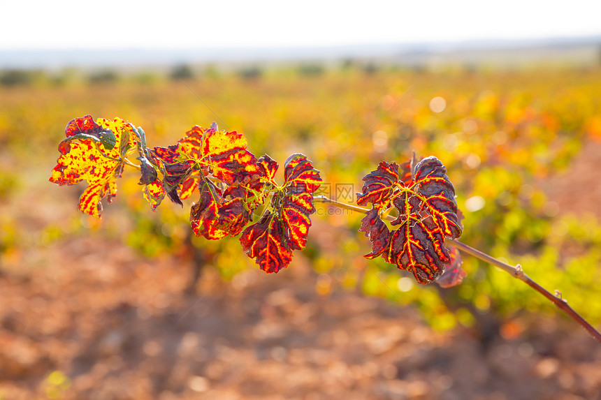 乌蒂埃尔雷凯纳的秋金红葡萄园场地酒厂生产农场食物葡萄园实用程序生长紫色藤蔓图片