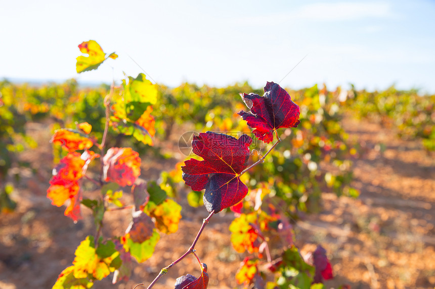 乌蒂埃尔雷凯纳的秋金红葡萄园生长国家藤蔓水果葡萄园农场衬套生产收成食物图片
