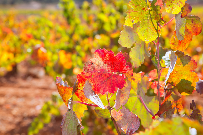 秋秋多彩的金红葡萄园树叶植物季节收成农场食物国家请求实用程序藤蔓生长图片
