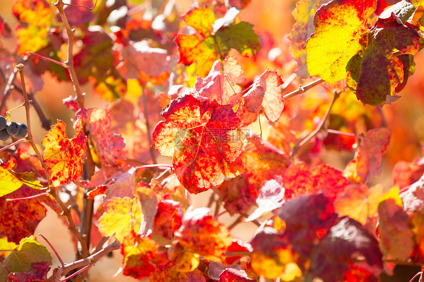 秋秋多彩的金红葡萄园树叶请求收成农场实用程序食物季节生产葡萄园生长藤蔓图片
