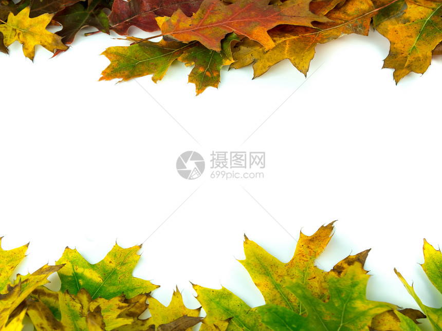 秋季假期季节边界绿色树叶棕色红色橡木叶子颜色框架图片