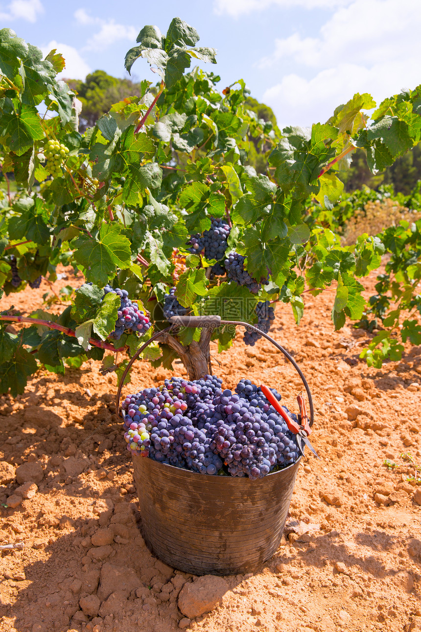 用葡萄树收成的庄稼收获场地天空酒厂食物植物水果衬套国家请求果味图片