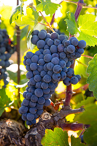 蓝色葡萄葡萄园中的波伯酒葡萄 生成准备收割果味天空场地水果生长藤蔓实用程序酒厂国家农场背景