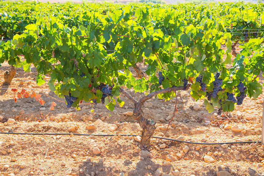 葡萄园中的波伯酒葡萄 生成准备收割收成酒厂食物树叶藤蔓植物农村生长季节水果图片