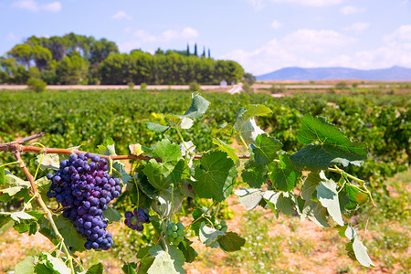 准备在地中海收获的bbobal葡萄葡萄场地农场水果收成树叶国家葡萄园食物天空实用程序背景