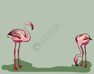 涂漆的火烈鸟     矢量说明羽毛粉色荒野素描手绘翅膀热带红色野生动物动物园背景图片