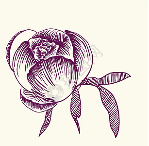 矢量装饰图像牡丹花花瓣正方形插图花园植物叶子牡丹风格花朵植物学背景图片