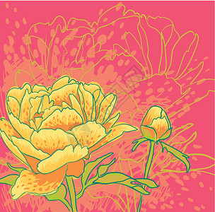 矢量装饰图像牡丹花介子花瓣叶子花朵风格正方形问候语墙纸植物插图背景图片