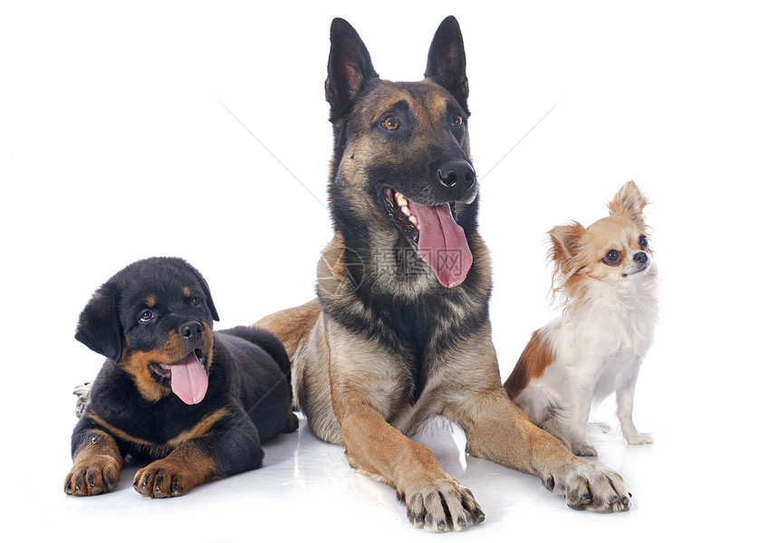 三只狗动物棕色牧羊犬团体犬类小狗警犬朋友们工作室图片
