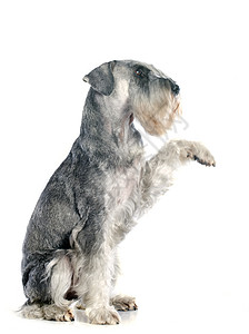 标准 schnauzer犬类小狗工作室爪子灰色背景图片