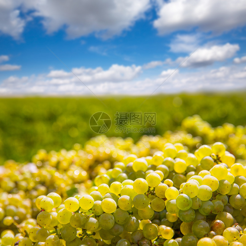 用葡萄酒收获收获夏多伦纳蓝色果味生长水果请求农场葡萄园国家季节植物图片
