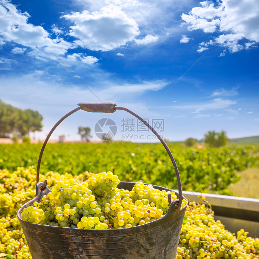 用葡萄酒收获收获夏多伦纳场地衬套天空季节生产植物果味藤蔓葡萄园收成图片