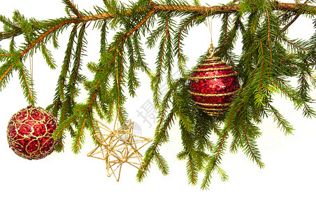红圣诞灯泡在松树枝上背景图片