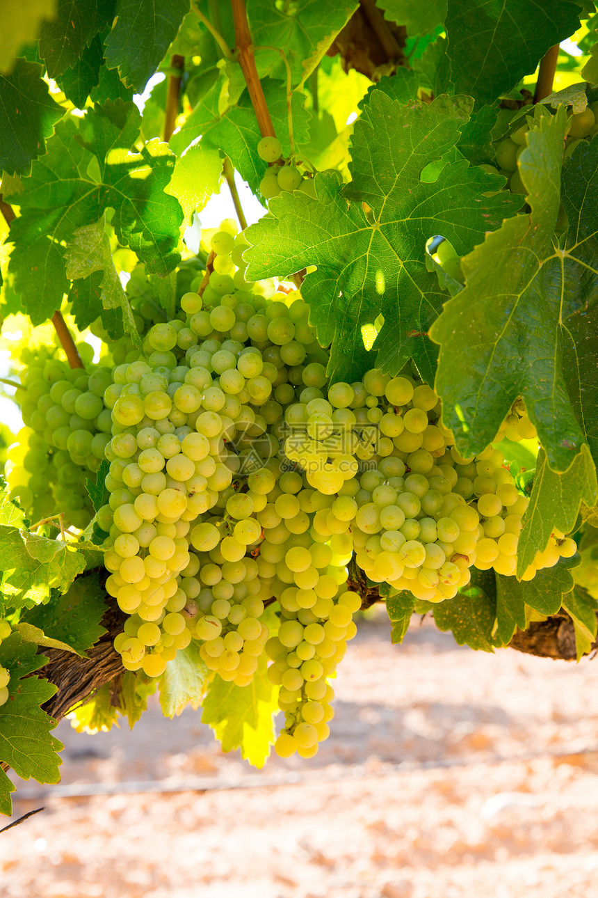 葡萄园中的夏尔多纳尼葡萄葡萄 准备收割植物国家蓝色季节生产天空果味生长水果实用程序图片