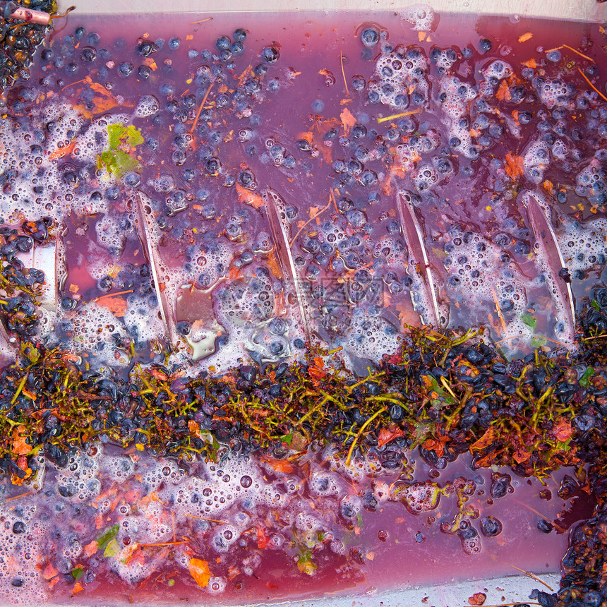 装有果汁的粉碎机脱脂器紫色加工机械机器发酵栽培破碎机食物过滤葡萄园图片