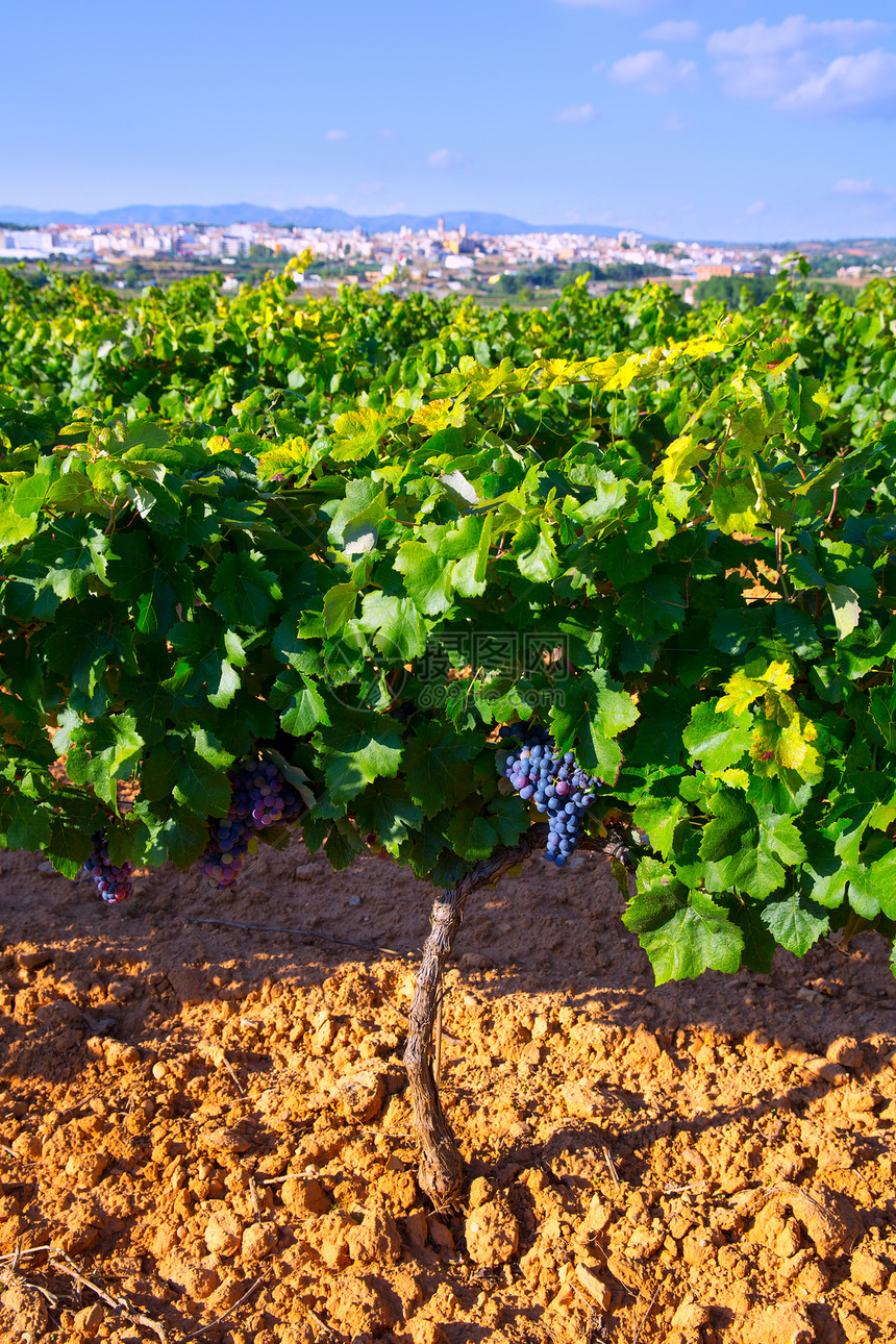 巴伦西亚省一个西班牙葡萄酒区的Requena水果收获食物天空衬套植物建筑物生产场地农场图片