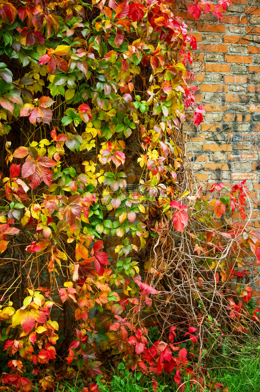 秋季假期红色叶子橙子草地快乐植物树叶幸福季节图片
