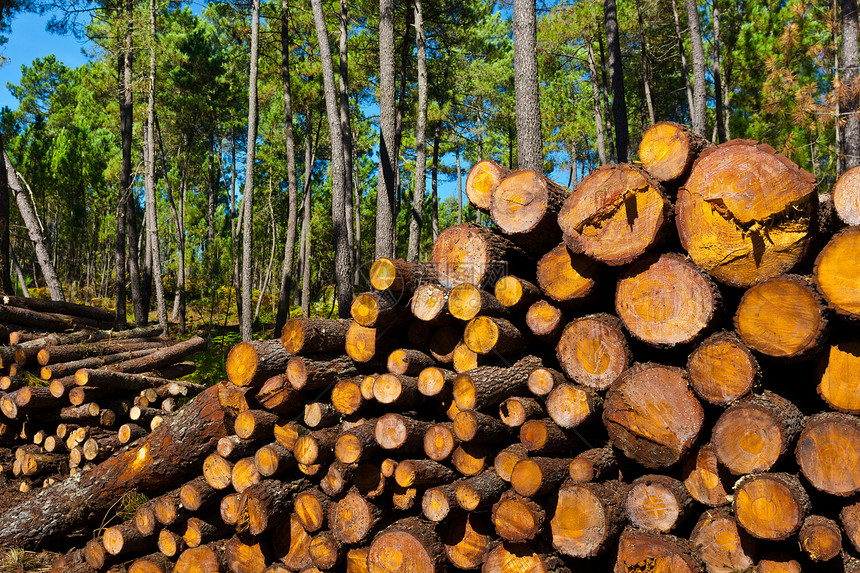 伐木燃料材料木材木头分支机构灰尘天空燃烧木工樵夫图片