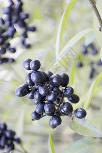 长莓植物黑色树叶伞形衬套绿色水果叶子花序植物群背景图片