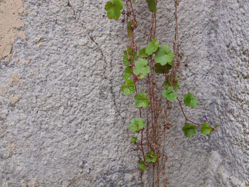 藤叶植被绿色材料树叶建筑学植物绿色植物建造图片