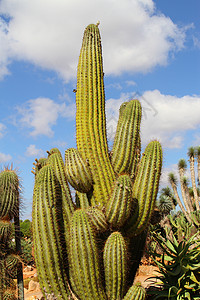 仙地植物肉质沙漠背景图片